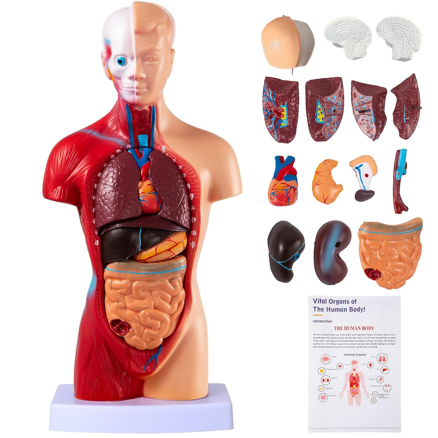 Genex Mini Human Torso Model with 15 Removable Parts, 11 Inch Tall | Highly Detailed and Beautiful Illustration | with Removable Organs for Kids & Adults, Display Base & Product Manual Included