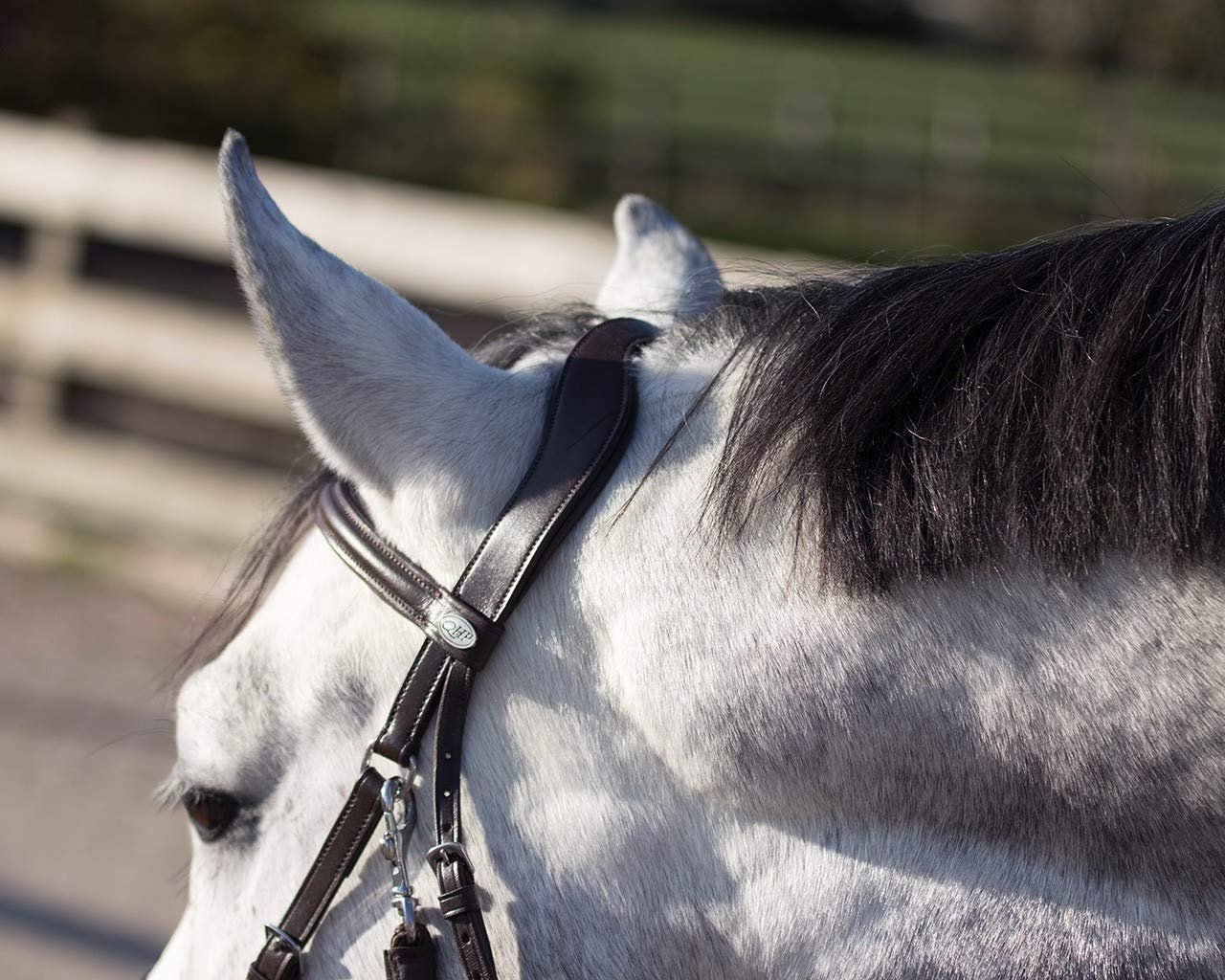 QHP Bridon équitation sans Mors Sunna - Noir - Cuir - Taille Demi-sang - Ludique - Équestrian - Doublement Réglable - Morsless Bridle - Bride