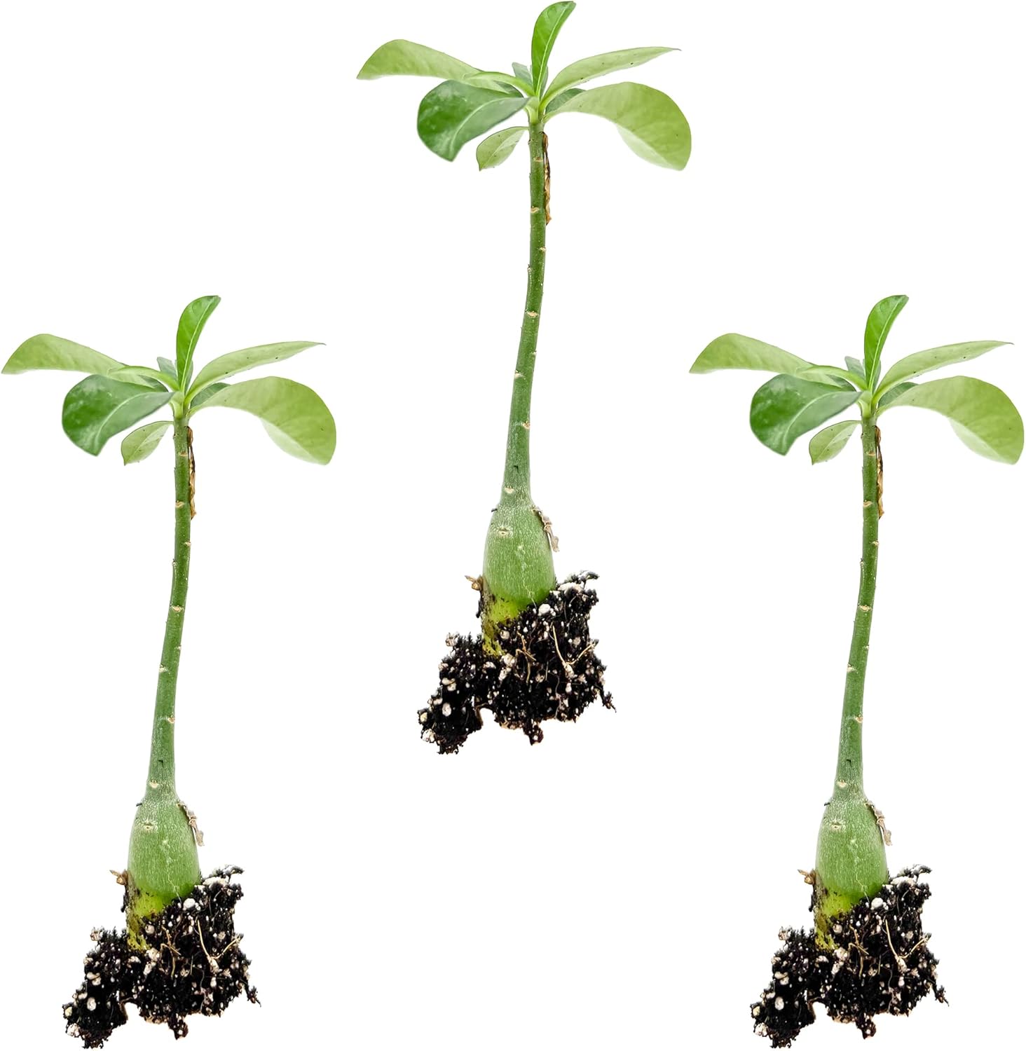 ragnaroc Live Succulents – Adenium Obesum Desert Rose 3-6” Tall 2" Plug - 3ct - Color When Flowering May be Pink or Red, Bonsai Caudex - Live Arrival Guaranteed - House Plants for Home Decor & Gift