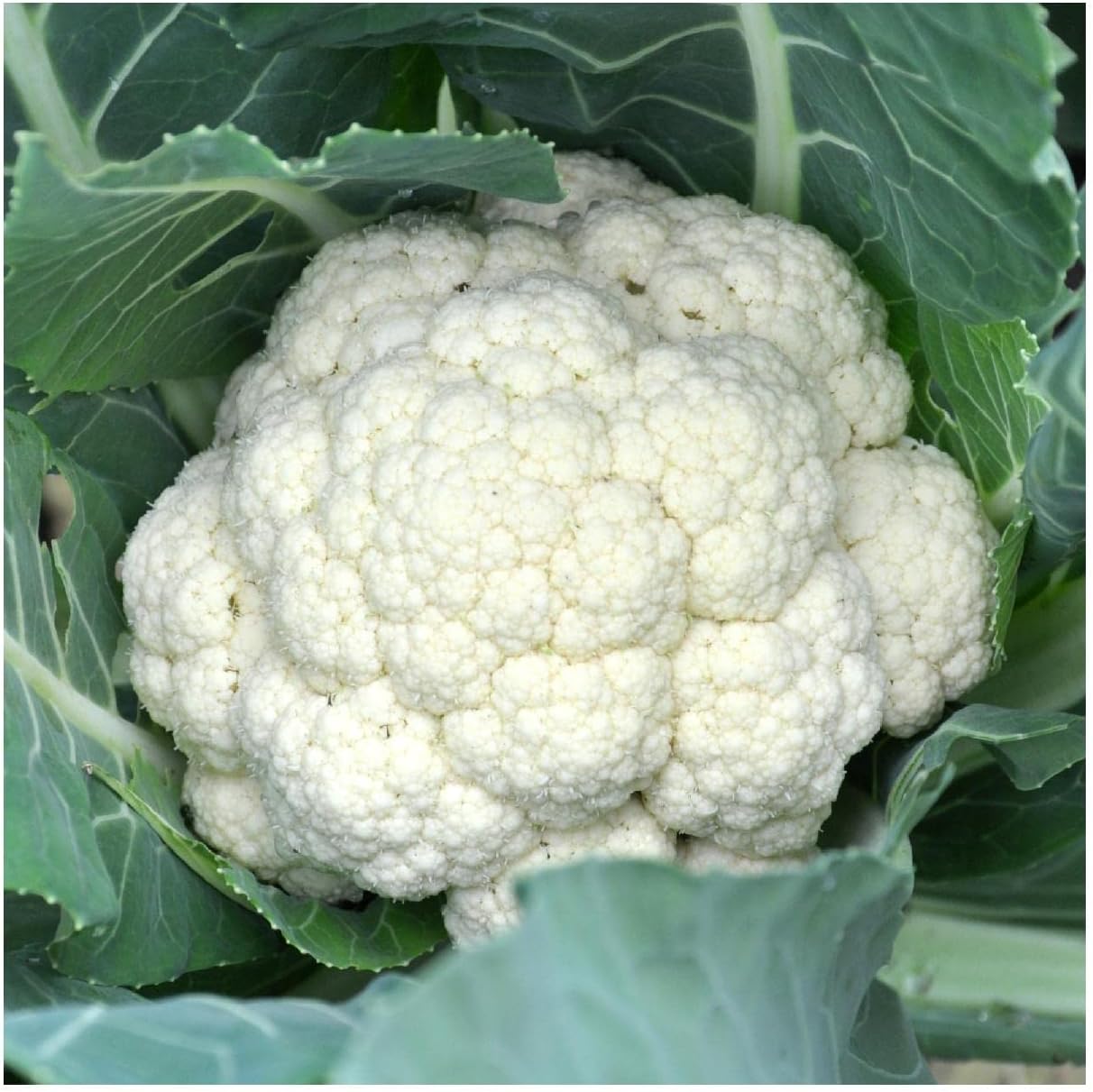 Everwilde Farms - 1 Lb Snowball Y Improved Cauliflower Seeds - Gold Vault