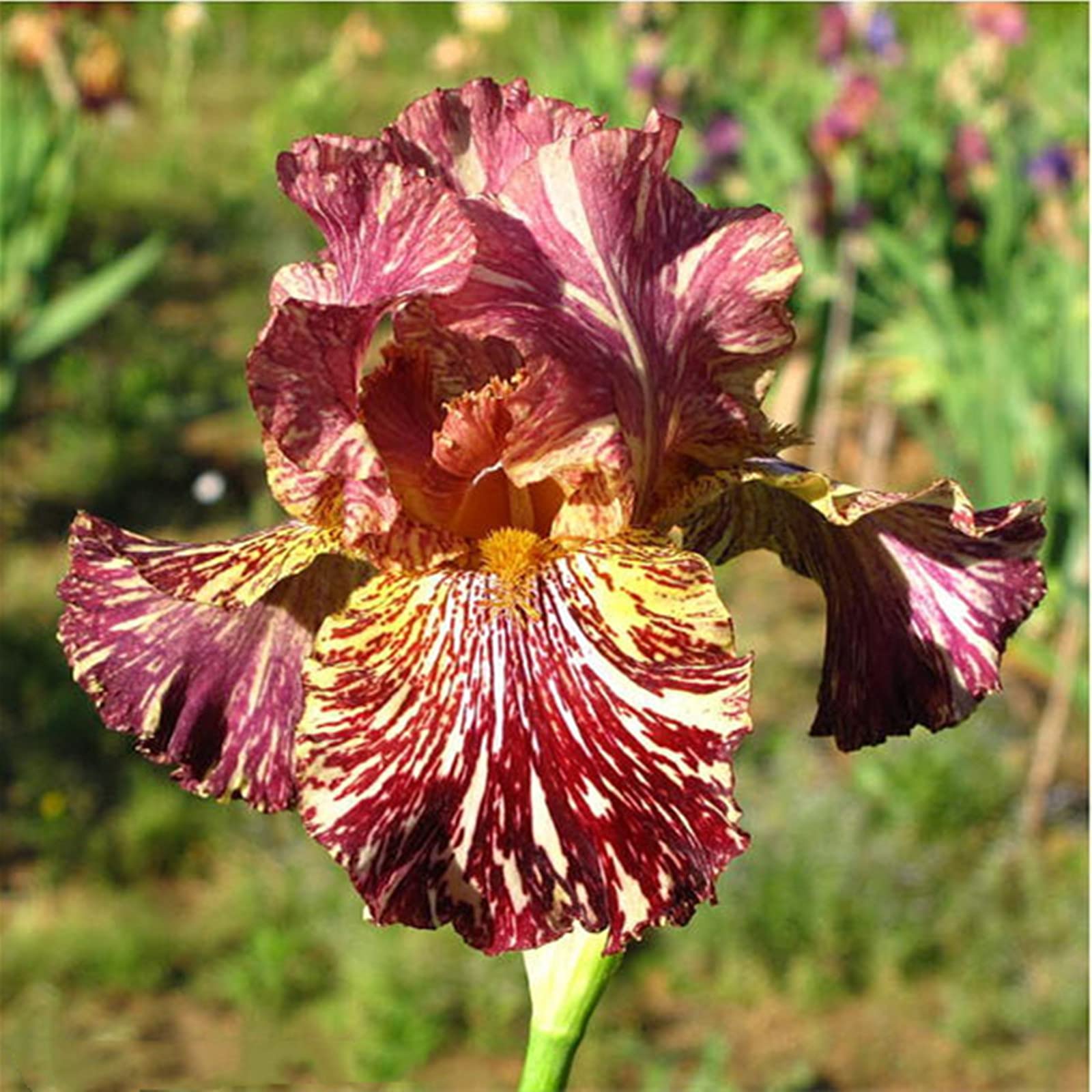 Hardy Perennial, Iris Bulbs, Greening Flower, Garden Flowers, Plant Bulbs, Wedding, Iris Bulbs for Planting Now UK, Natural Organic, 10bulb-f
