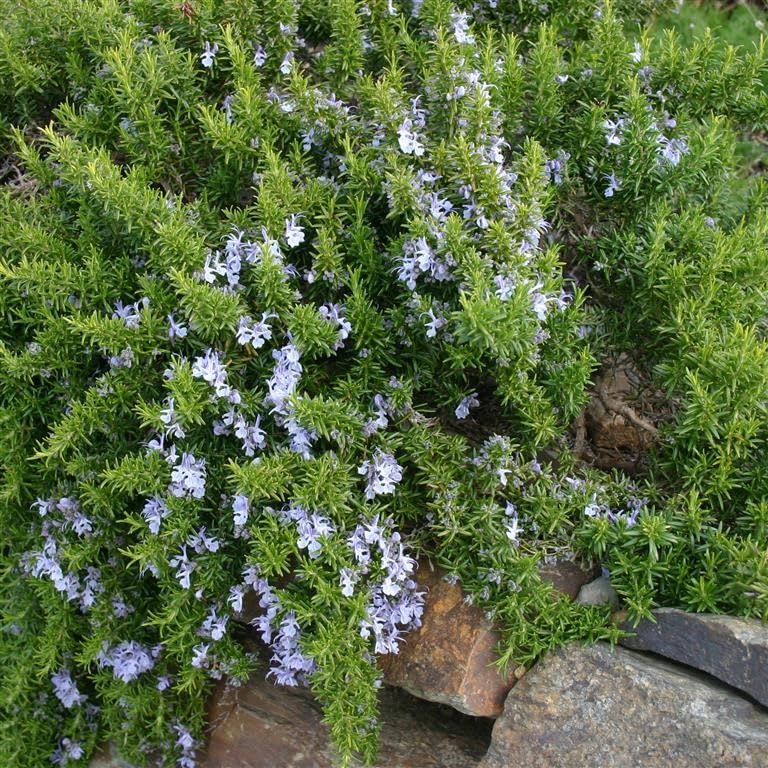 Rosemary officinalis 'Prostratus' Plant Culinary Garden Herbs Rosemary Bush - Culinary Kitchen Fresh Aromatic Herbs Easy to Grow Your Own by park farm plants (3 x Plug Plants)