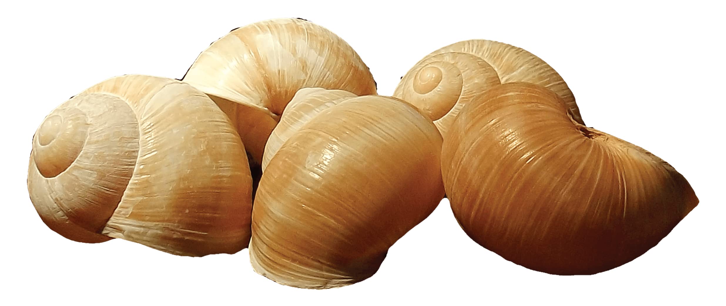 Sabarot - Coquilles d'escargots Helix n°8 - Pot de 96 pièces