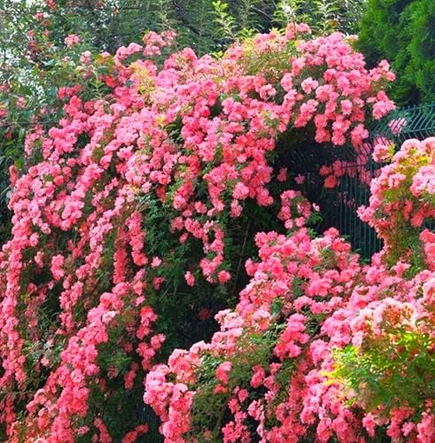 Miniatura 3 de 100 semillas de rosas naranjas de primera calidad, trepadoras grandes y perennes tradicionales sin OMG para interiores y exteriores