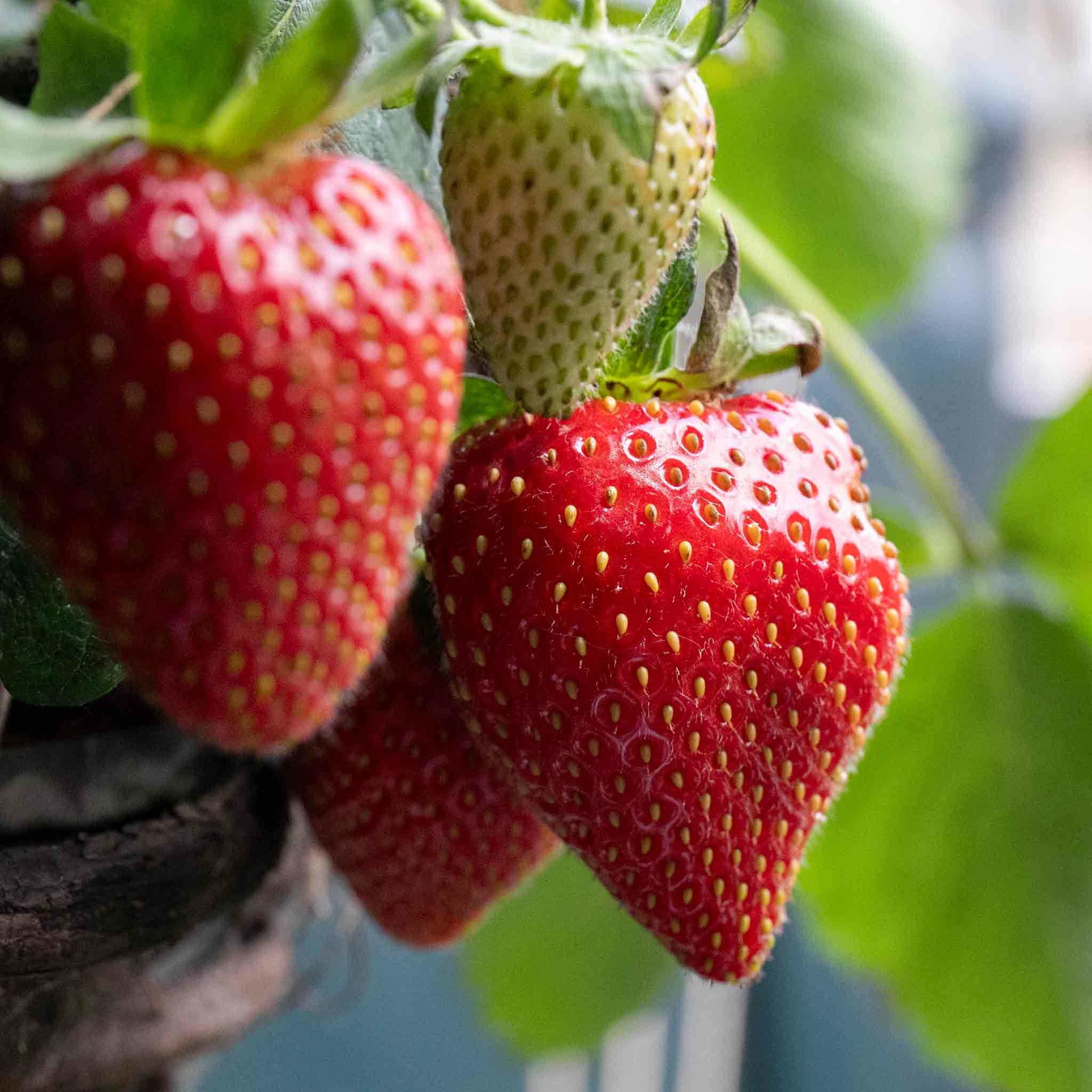 Marshalls Garden Strawberry Plant Elsanta, Main Season with Large Orange-Red Fruit 10 x Bare Root