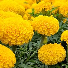 African Marigold CRACKERJACK Mix Yellow Gold Orange Heirloom 250 Seeds by OrginBud