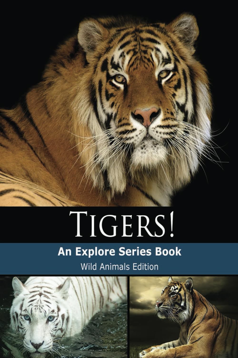 Tigers!: Bengal, Siberian, White Tigers & More! (Wild Animals)