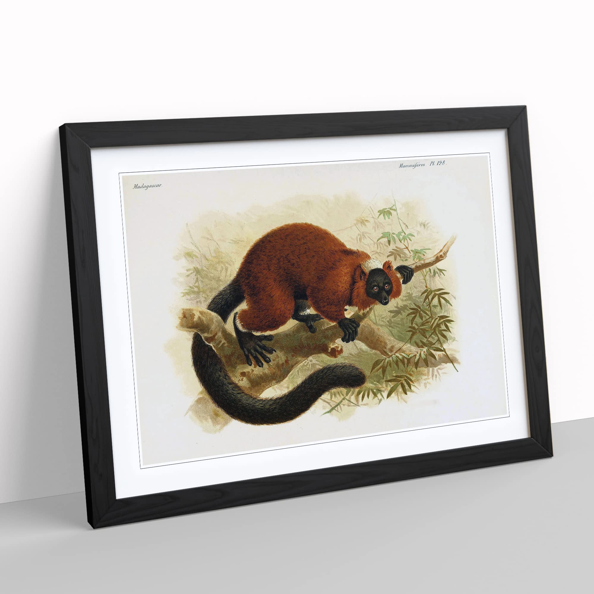 J.G. Keulemans Red ruffed Lemur 1 Vintage Framed Print, Black, A3 (46 x 34 cm) - Image 2
