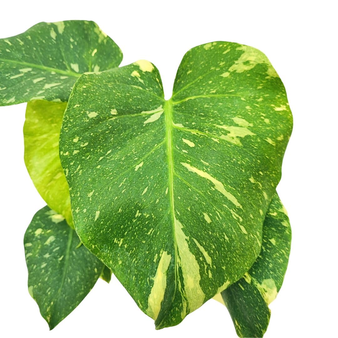 I GIARDINI DI GIULIA - Monstera Thai Constellation | Pianta da Collezione Vero | Crescita Veloce | Purifica l'Aria | Facile Manutenzione | Piante Vere da Interno, Verde e Bianco, 70 cm, Vaso 17 cm