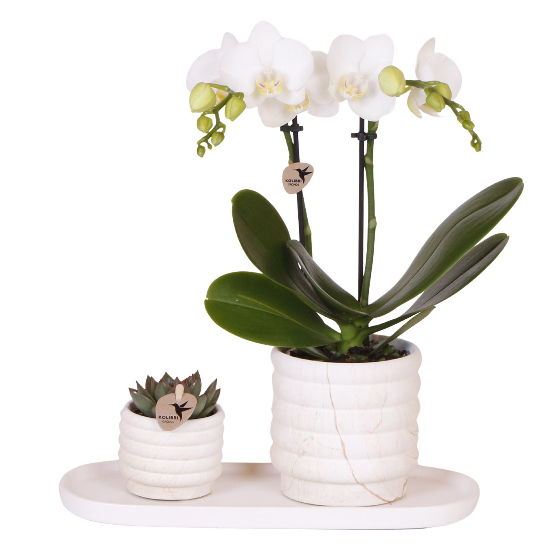 Plant in a Box - Coffret cadeau orchidée 'Marble S' - Phalaenopsis - Hauteur 30cm