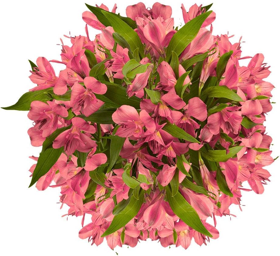 GlobalRose 30 Pink Alstroemeria Flowers – Responsibly Sourced Peruvian Lilies Flowers – Hand-Picked Flowers Fresh Bouquet for Graduation, Anniversary & Special Occasions (3 Bunches of 10 Stems