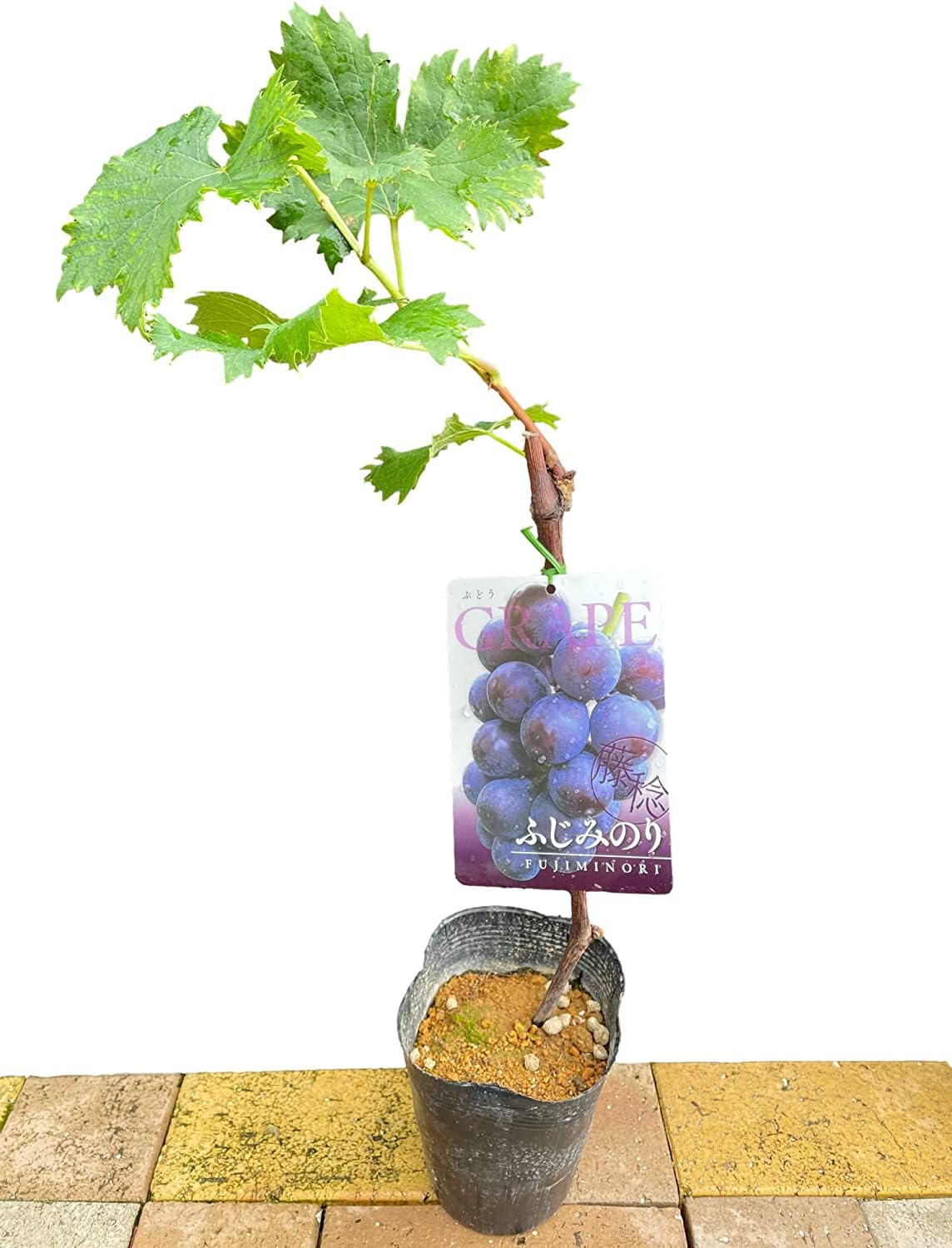 Amazon.co.jp: ぶどう苗木【藤稔（ふじみのり）苗木 5号（15cm