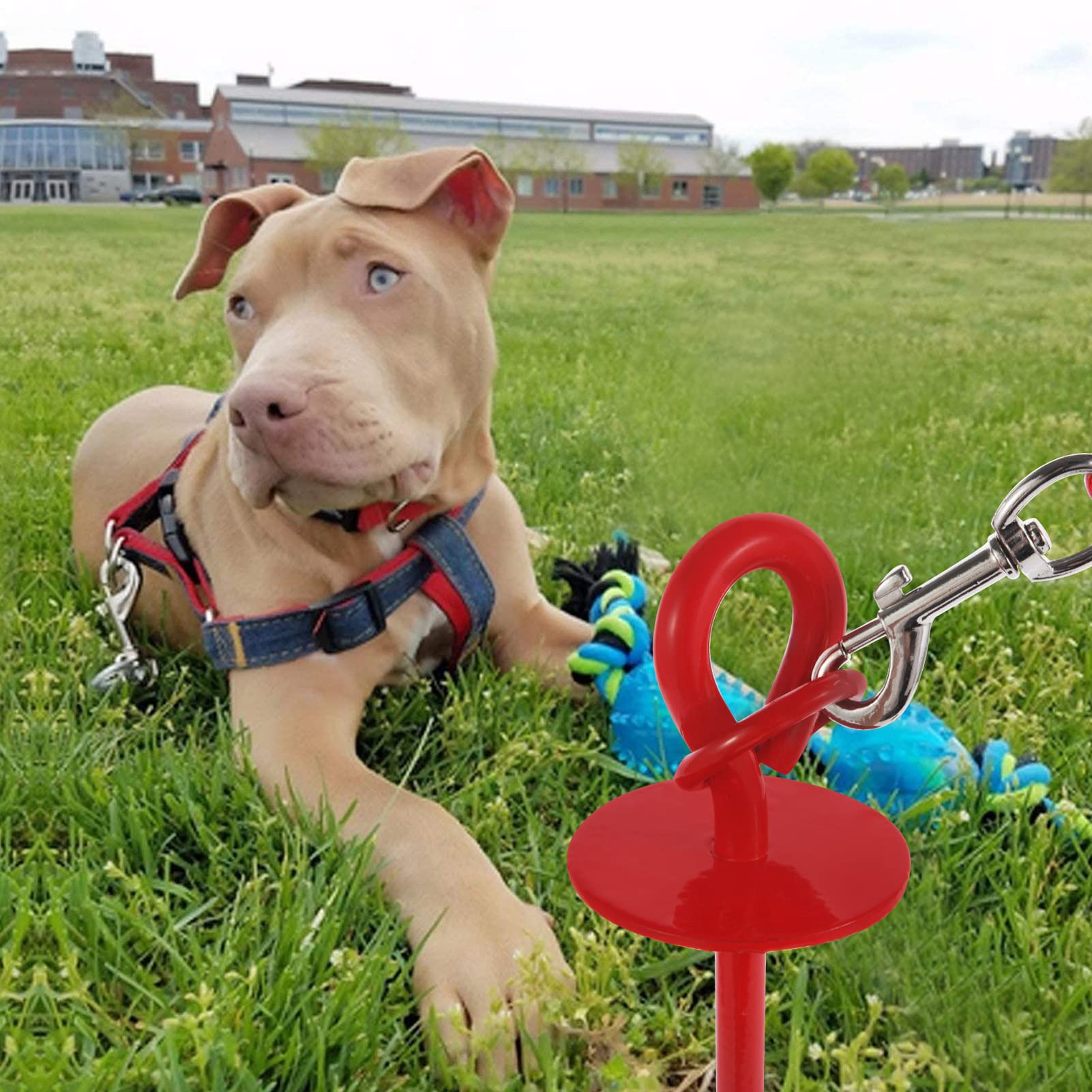 Picchetto Da Esterni per Guinzaglio, Guinzaglio per Cane con Picchetto Elicoidale A Terra, Guinzaglio per Esterni, Picchetto per Ancoraggio per Cani per Esterno Come Cortile e Campeggio