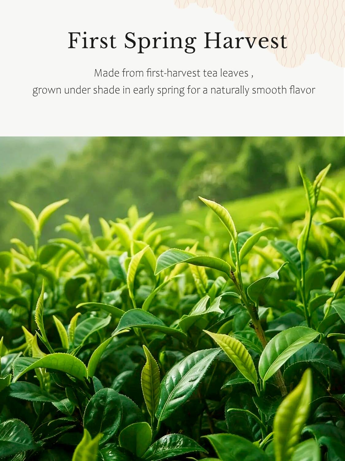 YUZUKI Authentic Japanese Ceremonial Matcha Green Tea Powder, Product of Japan, First-Harvest, Traditionally Stone-Milled, from Uji, Kyoto (100g / 3.5 oz) - Image 4