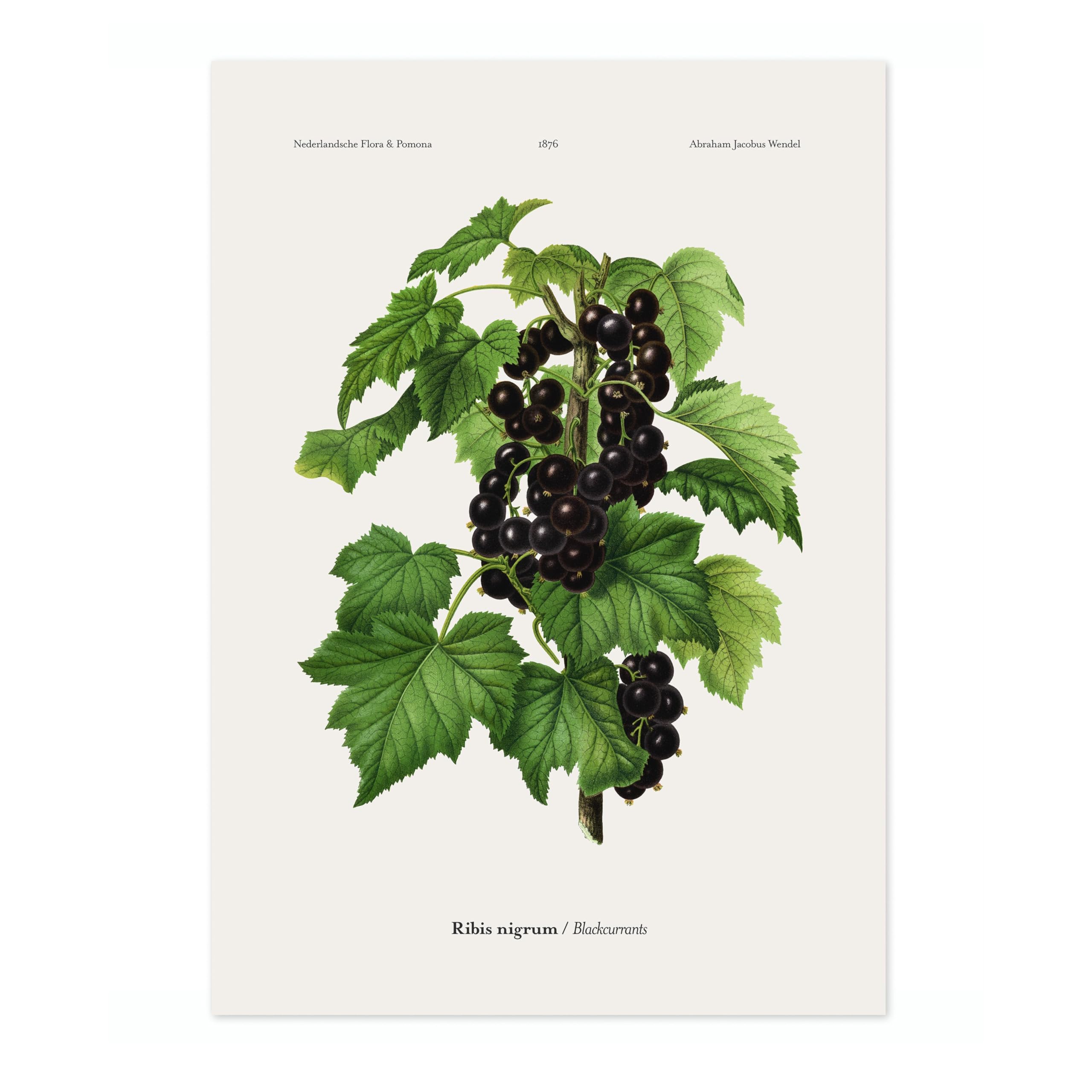 Blackcurrants A, J, Wendel Poster, Vintage Botanical Prints, Encyclopedia Retro Fruit Illustration Wall Art Plants, Kitchen Home Decor, A2 (Print Only) - 59.4x42cm — image 1
