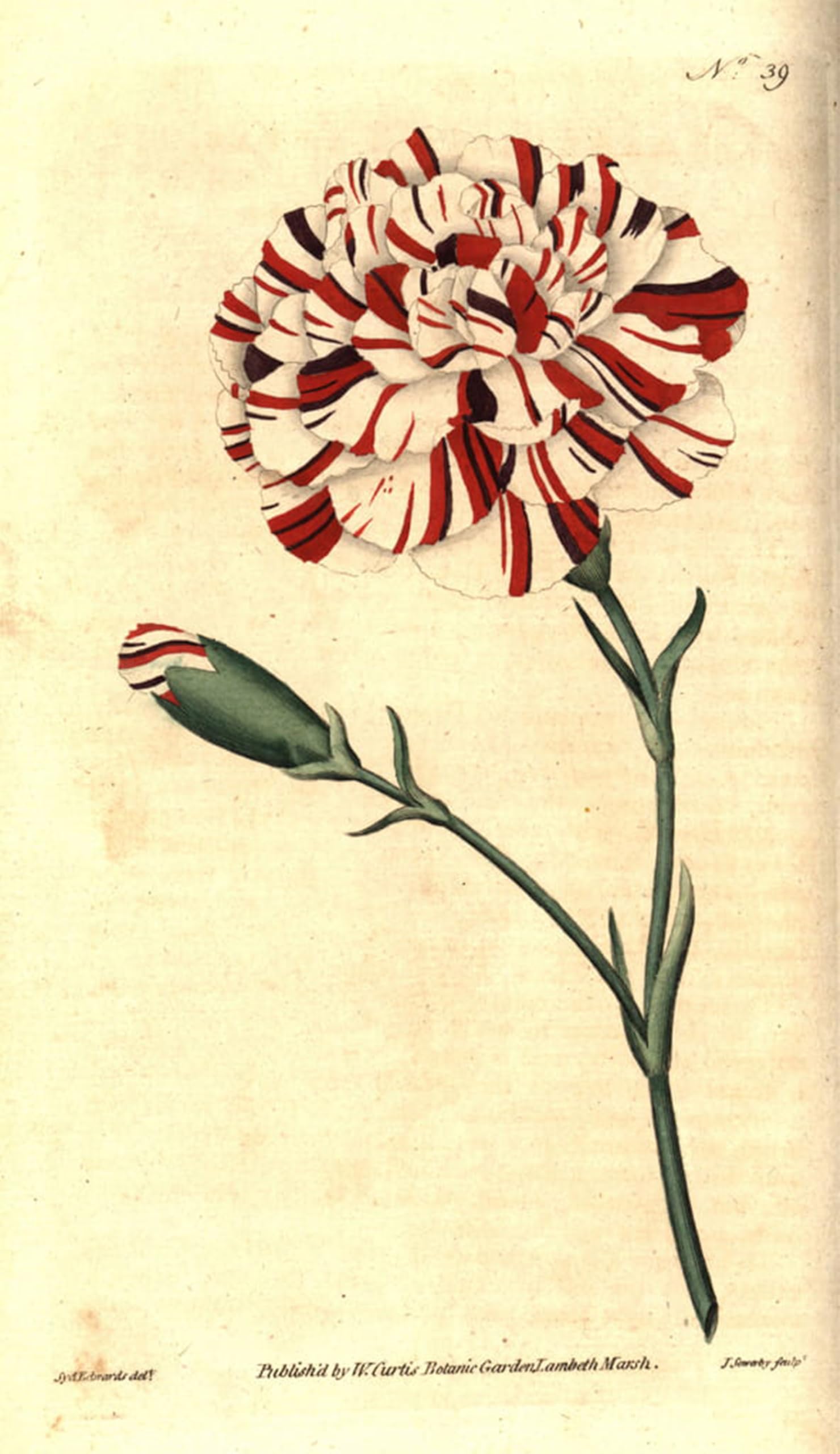 Tableau Tartare d'Oeillet de Fleur en Toile Premium Inspiré par Sydenham Edwards