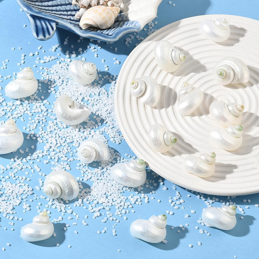 SUNNYCLUE 1 scatola Da 20 pezzi di Conchiglie A Spirale Conchiglie Bianche Naturali Senza Foro Conchiglie A Spirale Turbo Hermit Paguro per Artigianato Riempitivi per Vasi Acquari Spiaggia Feste Decor