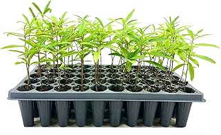 Willow Oak Tree | 10 Live Plants | Quercus Phellos | Beautiful Unique Fast Growing and Hardy Shade Tree