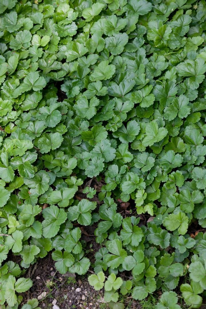 Waldsteinia ternata trójnożna mata z kamieniami leśnymi wiecznie zielona, z żółtymi kwiatami rosnącymi w doniczce (50 sztuk)