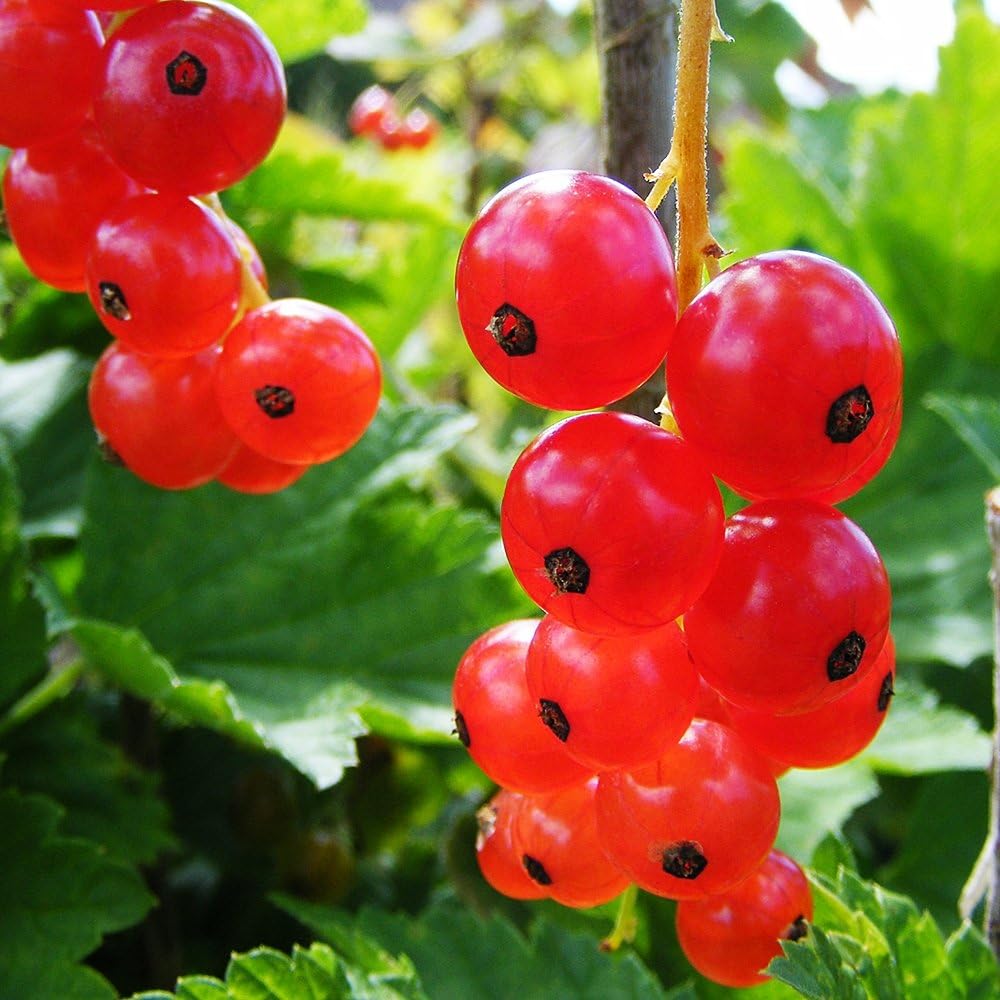REDCURRANT Rovada 3L