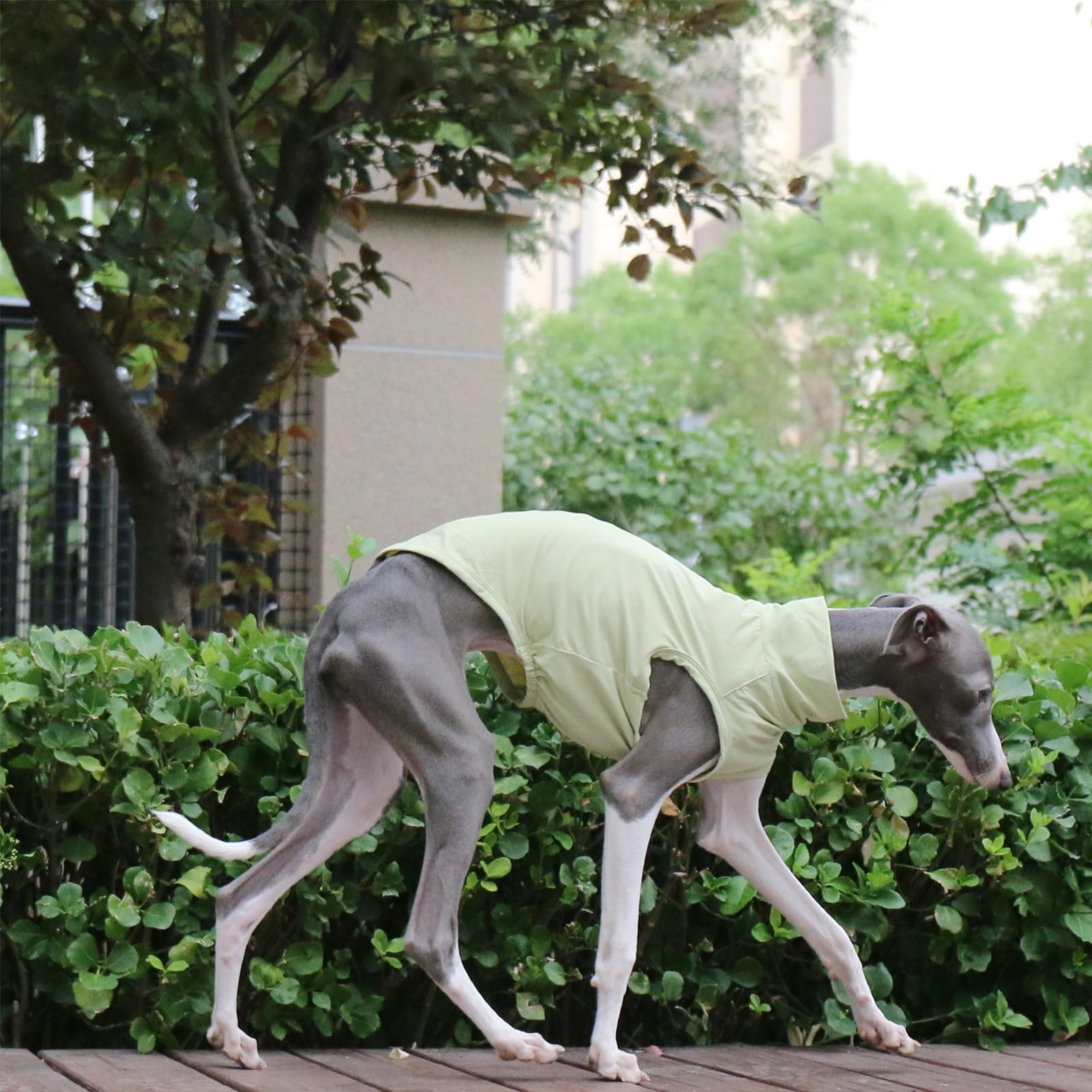 T-Shirt Lévrier Italien pour Chiens De Petite Et Moyenne Taille, Gilet D'été Léger Et Frais, Vêtements Whippet, Chemises Respirantes pour Animaux De Compagnie, Vêtements D'extérieur(Green,S)