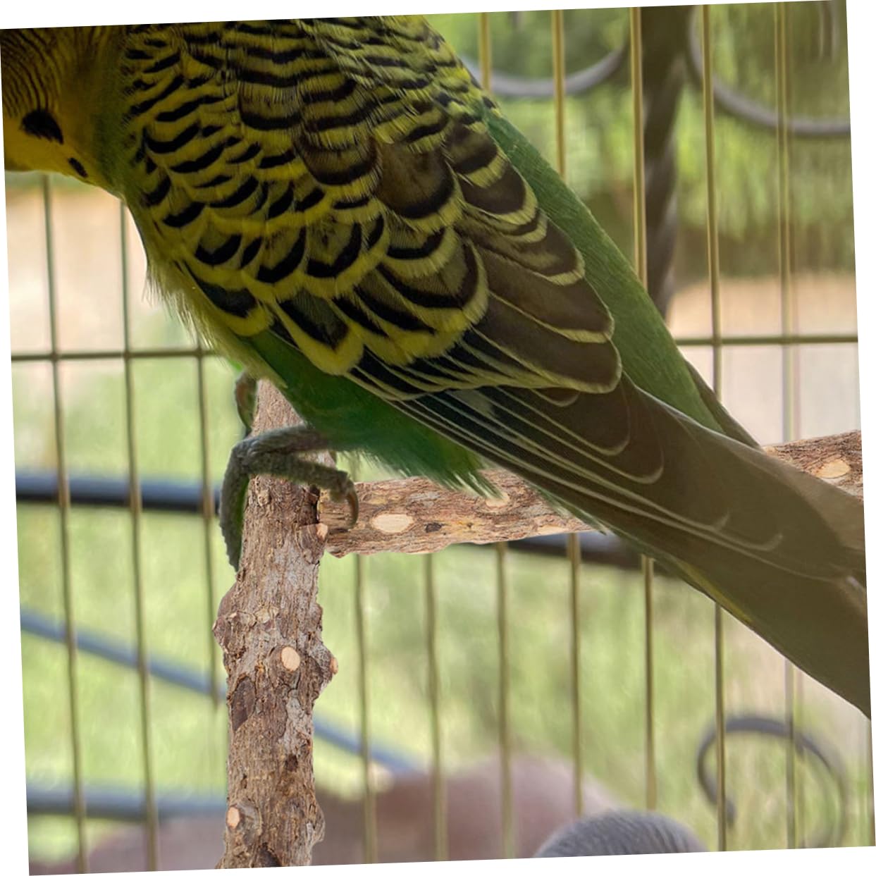 Kisangel 10pièces Perchoir à Oiseaux Naturel pour Oiseaux De Compagnie Bâtons De Meulage pour Perroquets Et Perruches Accessoire Exercice Jouet Interactif