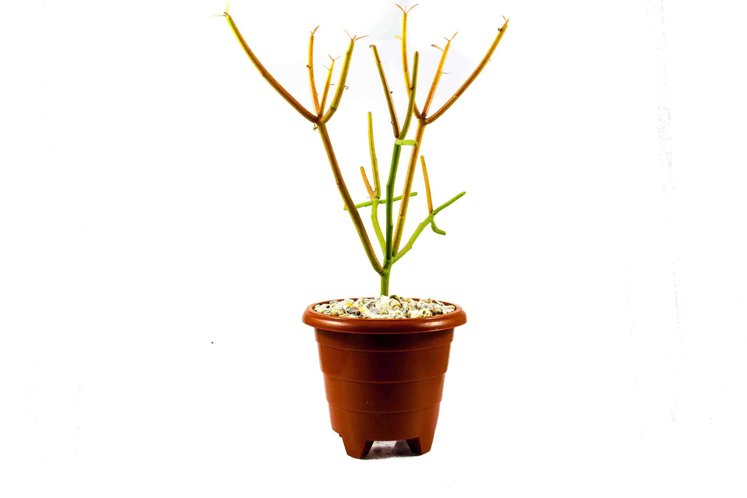 CactusLab - Euphorbia Tirucalli (Stick of Fire) Succulent Live Plant (B076PMRDFC) Amazon Price History, Amazon Price Tracker