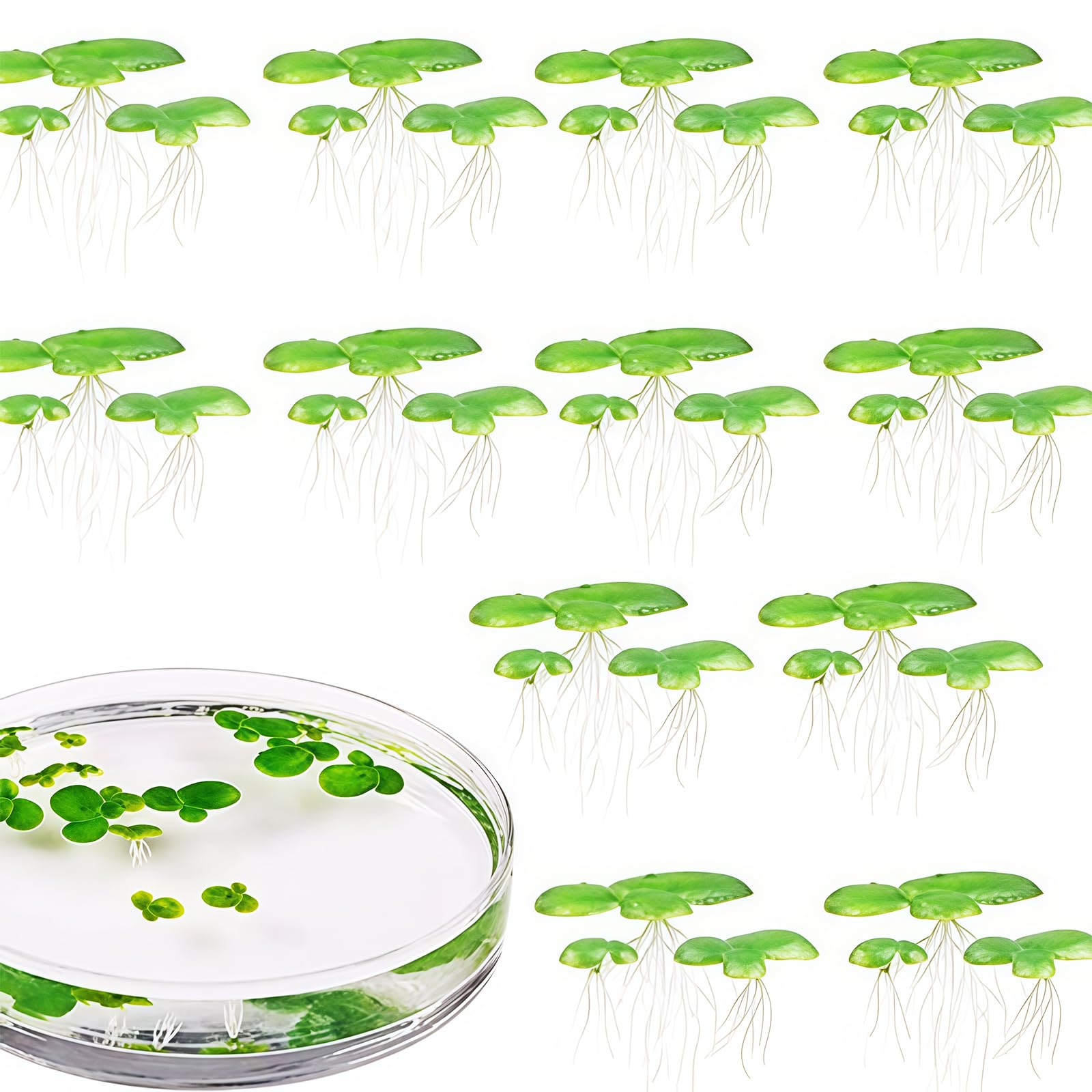 HDUBKHE 2 Pack Duckweed, Frogbit Pond Plant, Pond Plant, Fish Tank Decorations, Plastics Fish Tanks Floating Decorations Floating Duckweed Aquarium Breeding Decoration Fishes Tanks Ornaments