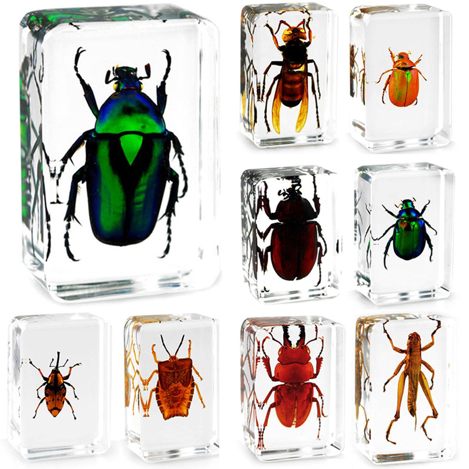 Amazon.co.jp: 生物標本、動物標本、手作り品、理科教育標本、理科教室