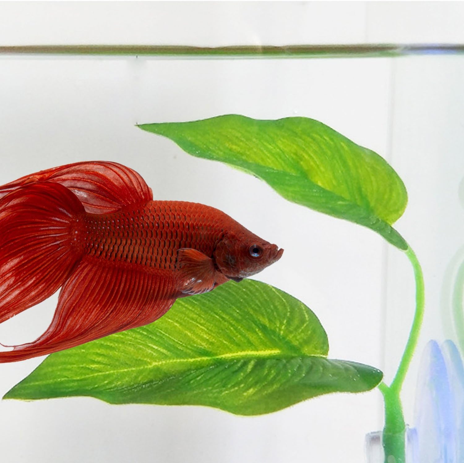 betta hammock amazon