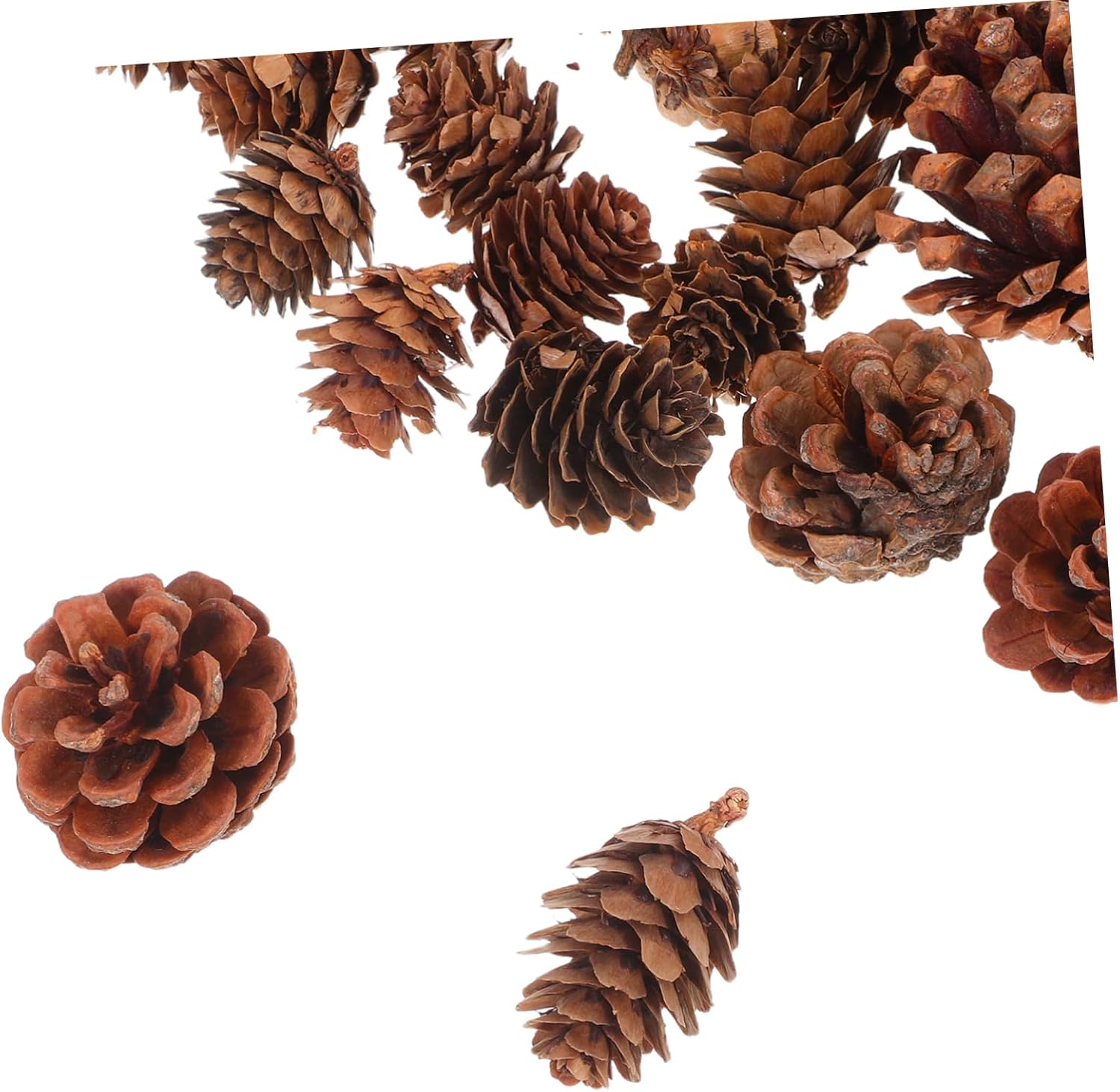 Angoily 150Pcs Natural Pine Cones Acorns for DIY Crafts Pine Decorative Props Vase Fillers Sustainable Autumn Decoration for Holiday Decor and Creative Projects