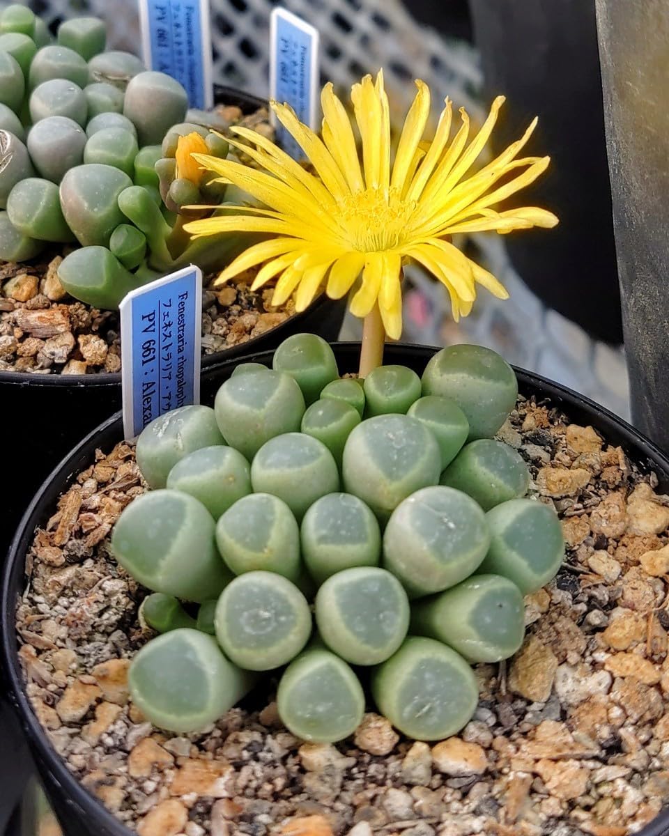 Amazon.co.jp: 自家採種“種子”30粒Fenestraria aurantiaca (PV 661