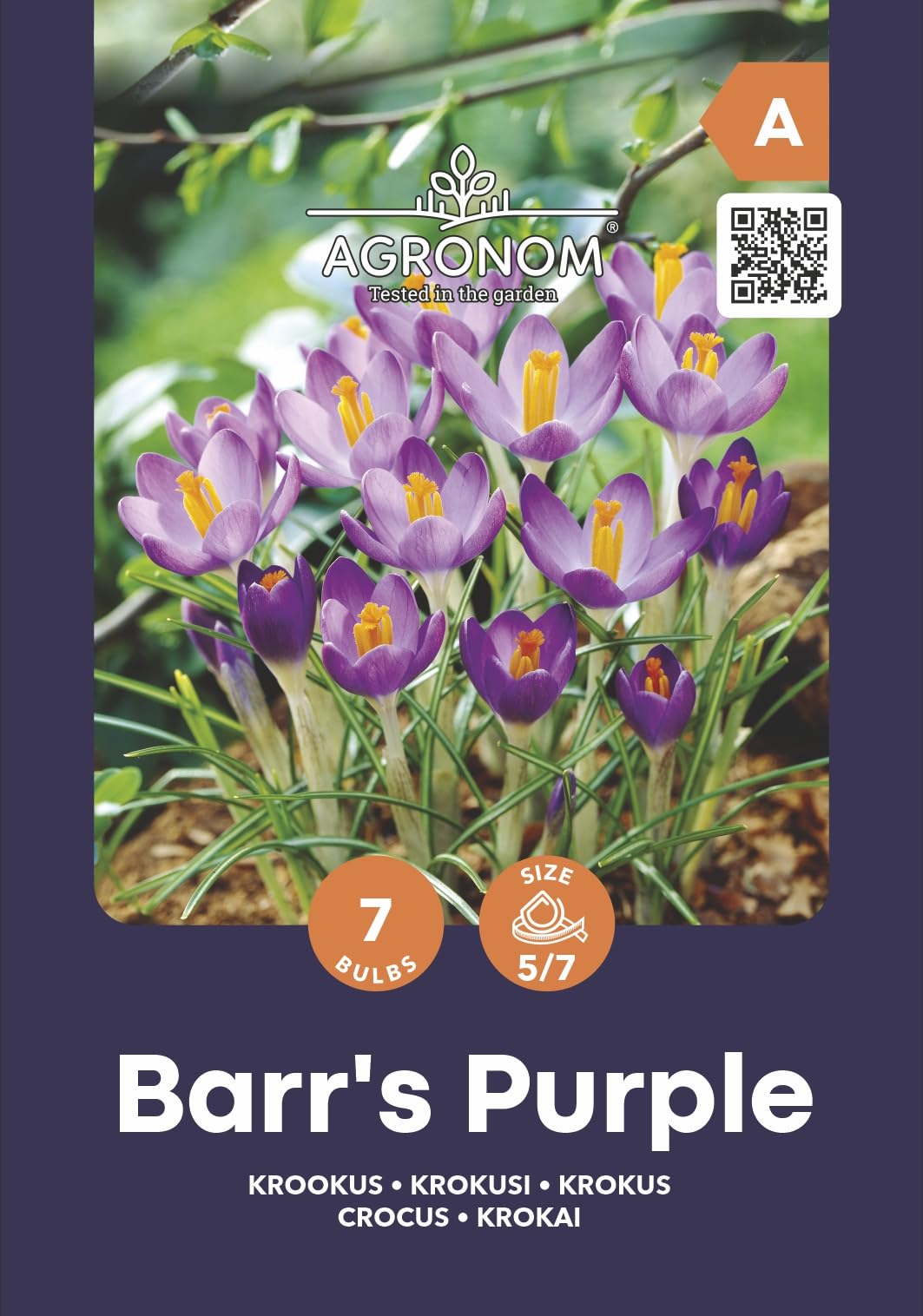 Easy To Grow Crocus « Ruby Giant » Lot De 20 Bulbes De Plantes – Fleurs Roses Magenta Dans Les Jardins Du Début Du Printemps