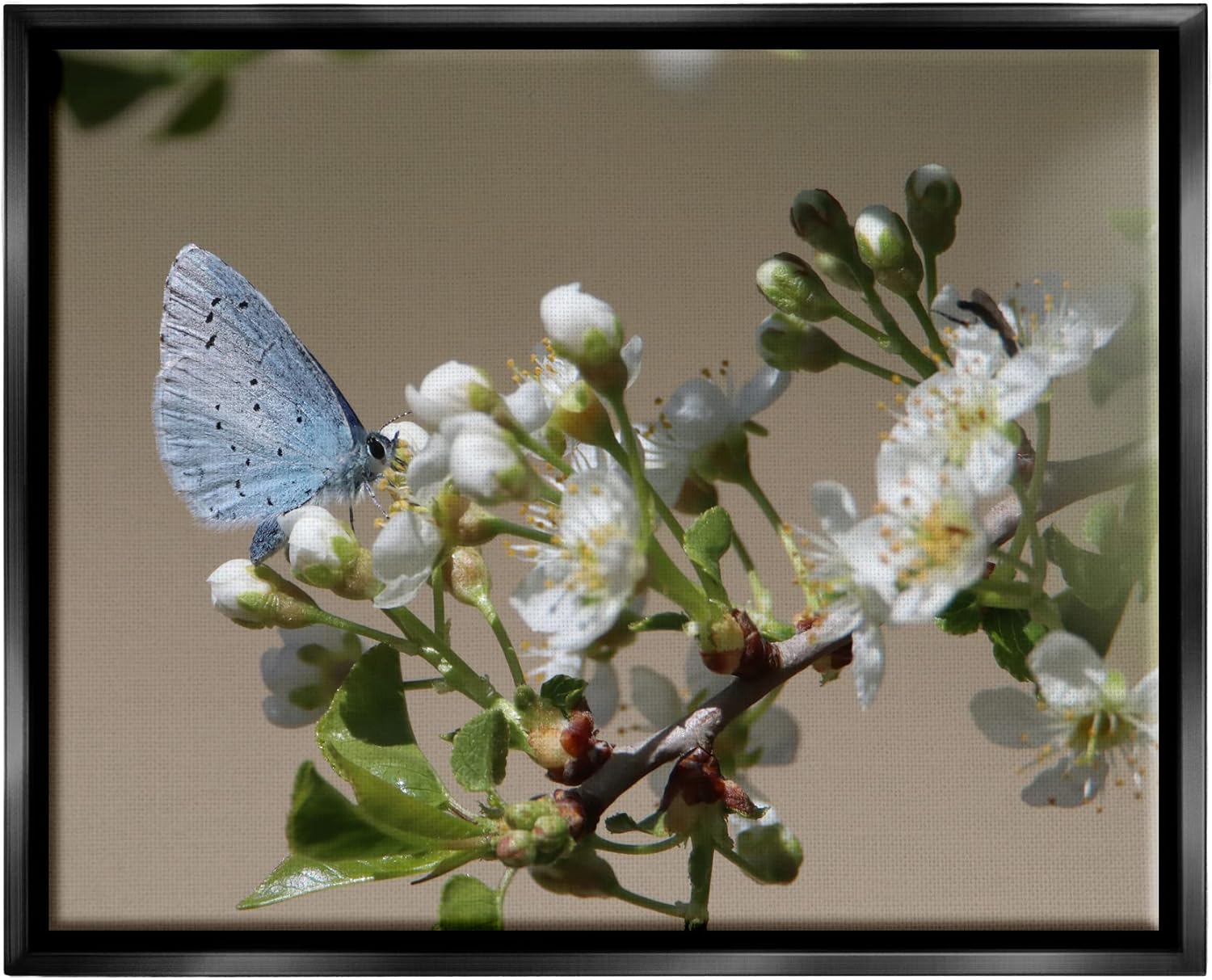 Stupell Industries Butterfly Perched Budding Flower Floating Framed Wall Art, Design by Daphne Polselli