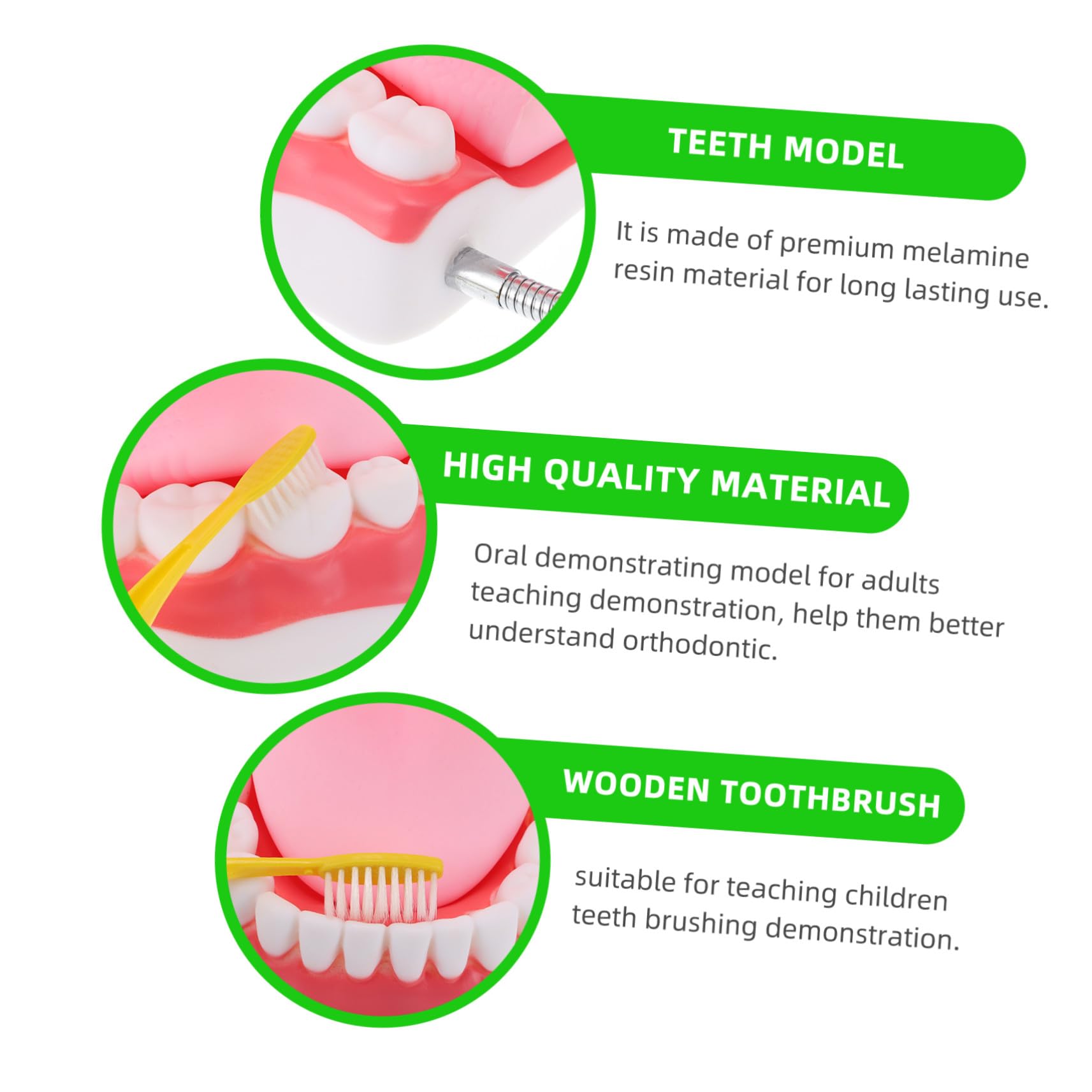 Modello Dentale per Ragazzo Ragazza in Pvc Bianco 6x con Spazzolino | Ausilio Didattico Educativo, Comunicazione Genitore-figlio, Forma Creativa
