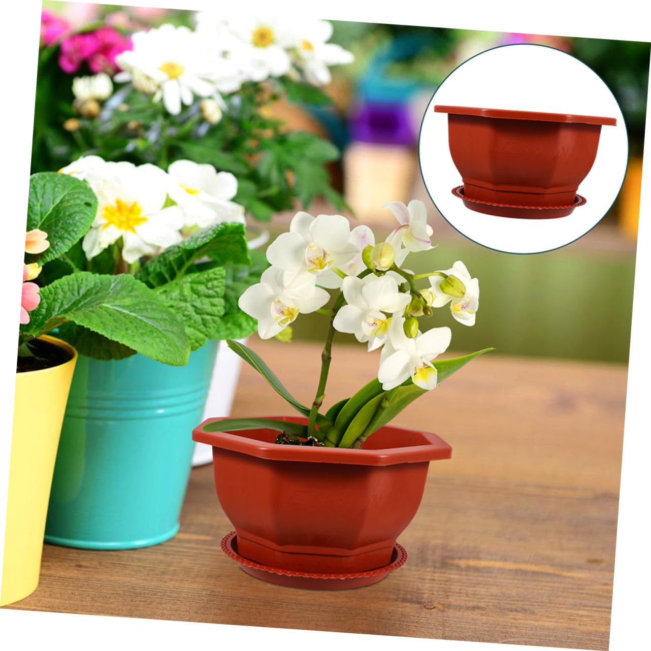 Hemobllo Lot de 5 Pots Octogonaux Rouges pour Plantes Succulentes en Plastique PP Épaissi, Réutilisables, Faciles d'entretien, Adaptés Intérieur et Extérieur