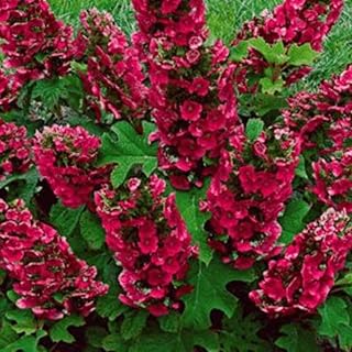 Set 2 Hydrangea Live Plants, Change Colors Hydrangea Bushes Shrubs Trees Live Plants in 4” Pot, Live Hydrangea Well Rooted for Planting (Ruby Slipper)