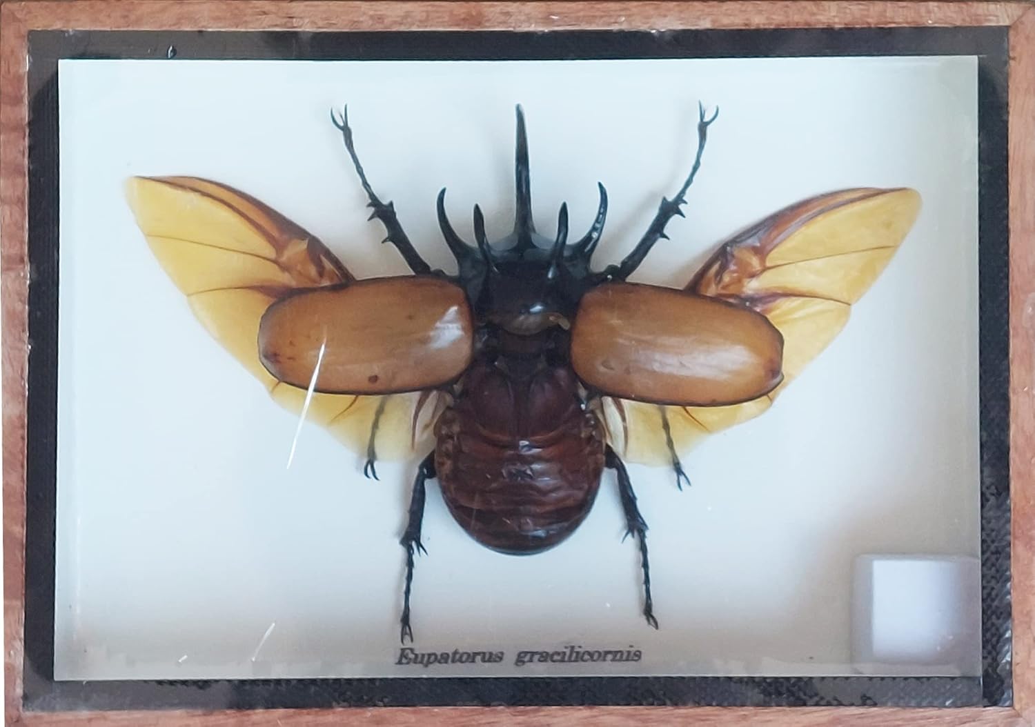 Real The Five-Horned Rhino Beetle Open Wing, Eupatorus gracilicornis. Insect Taxidermy in Wood Box Display for Collectibles