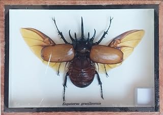 Real The Five-Horned Rhino Beetle Open Wing, Eupatorus gracilicornis. Insect Taxidermy in Wood Box Display for Collectibles