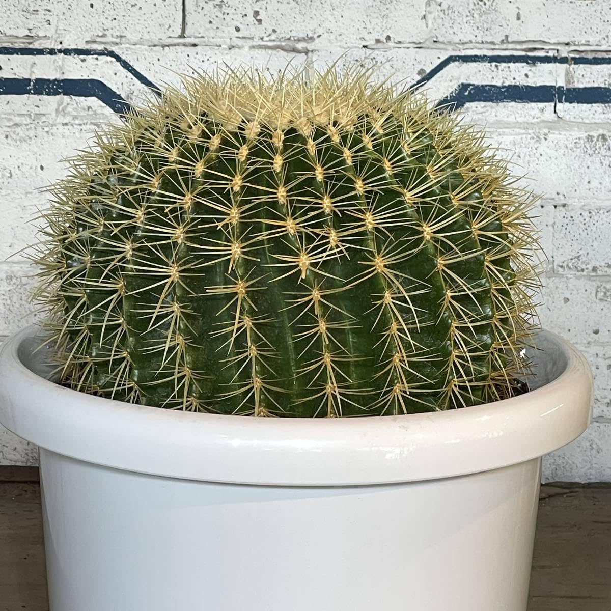 aoi　金鯱　直径約30cm Amazon.co.jp: 現品_KS62＜＞金鯱サボテン 発根済み 30cm前後＜耐寒性