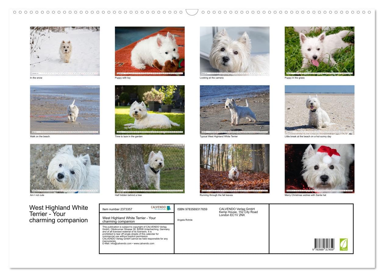 West Highland White Terrier - Your charming companion (Wall Calendar 2027 DIN A2 landscape), CALVENDO 12 Month Wall Calendar: Beautiful shots of the ... the year with this monthly calendar.