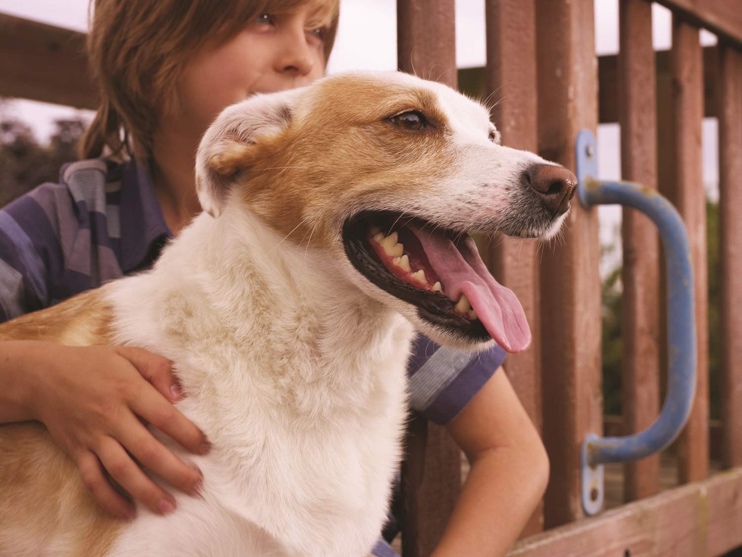 PetSafe – Chatière pour Chien et Chat Originale Staywell, 2 Voies d’accès – entrée et Sortie - Porte pour Animaux. Résistante, Rigide, Panneau de Fermeture Inclus – Blanc (L)