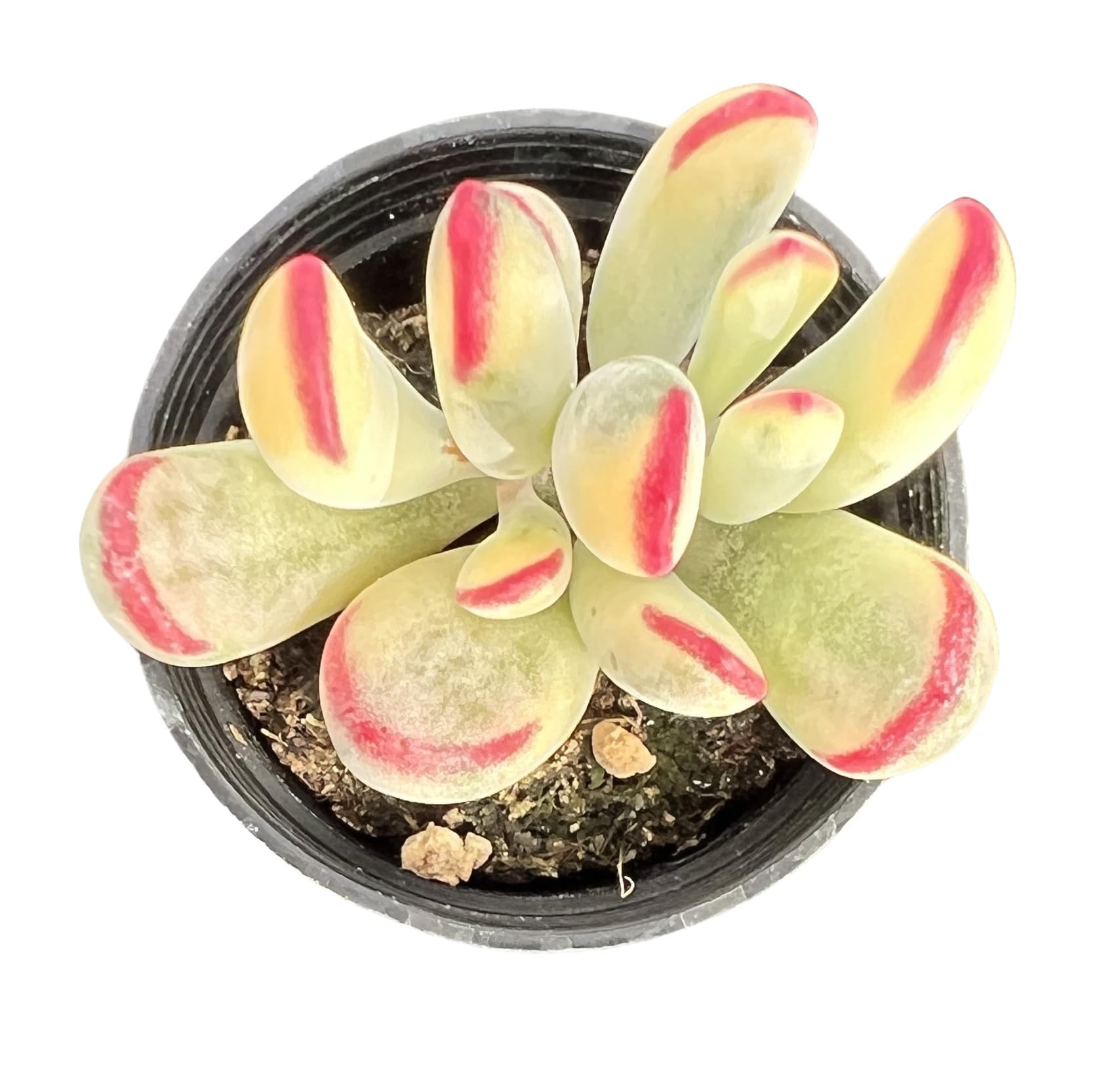 compo floranid rasendünger plus unkrautvernichter moos Compo Expert Rasendünger mit Unkrautvernichter Floranid – rasenwelt GmbH