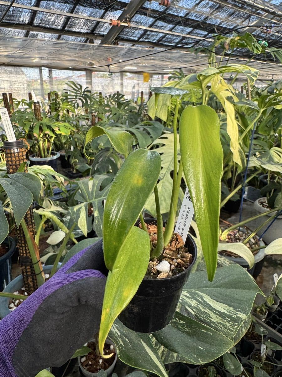 モンステラ バールマルクスフレーム大株 【公式通販】