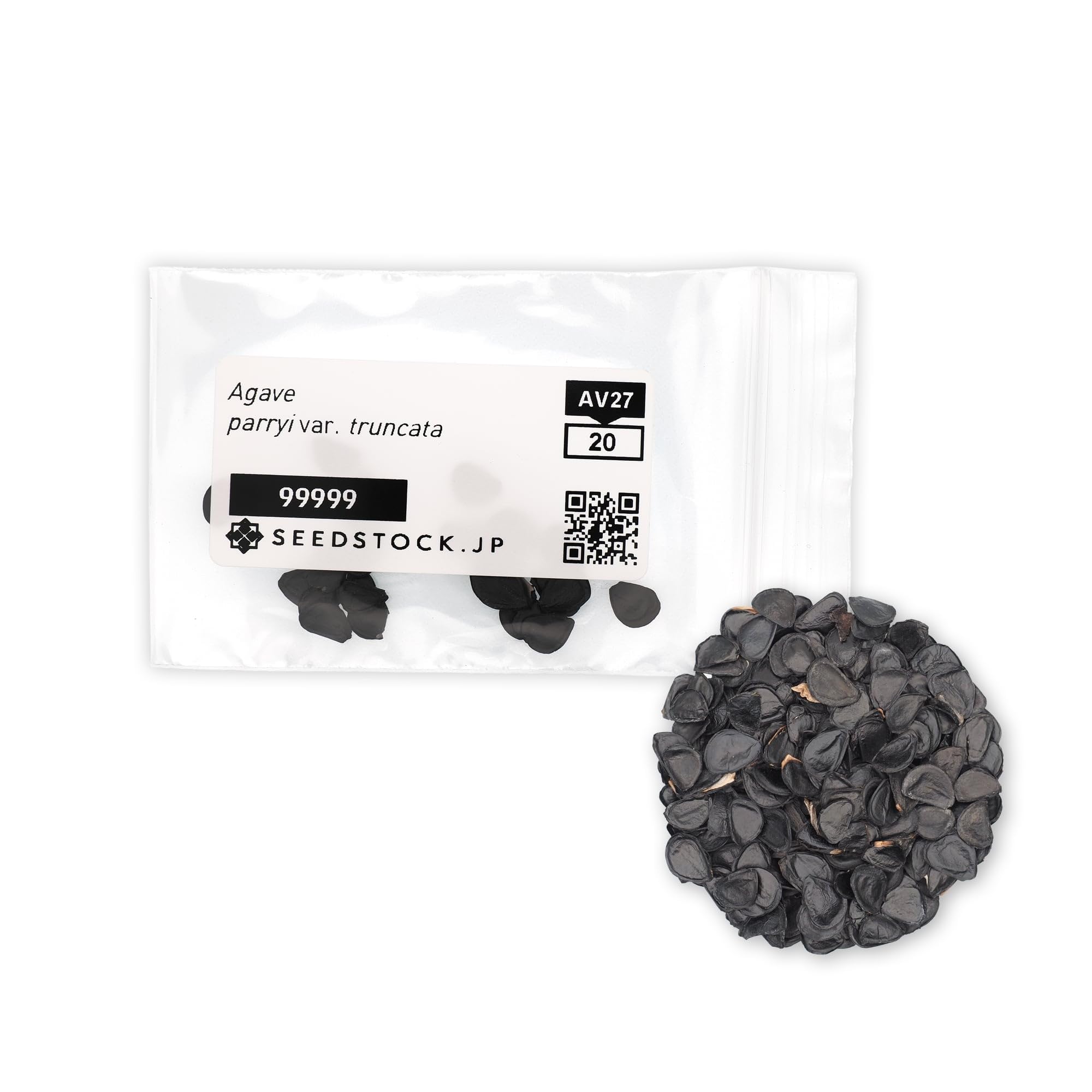 Amazon.co.jp: SEEDSTOCK アガベ パリー トランカータ 種子 10粒