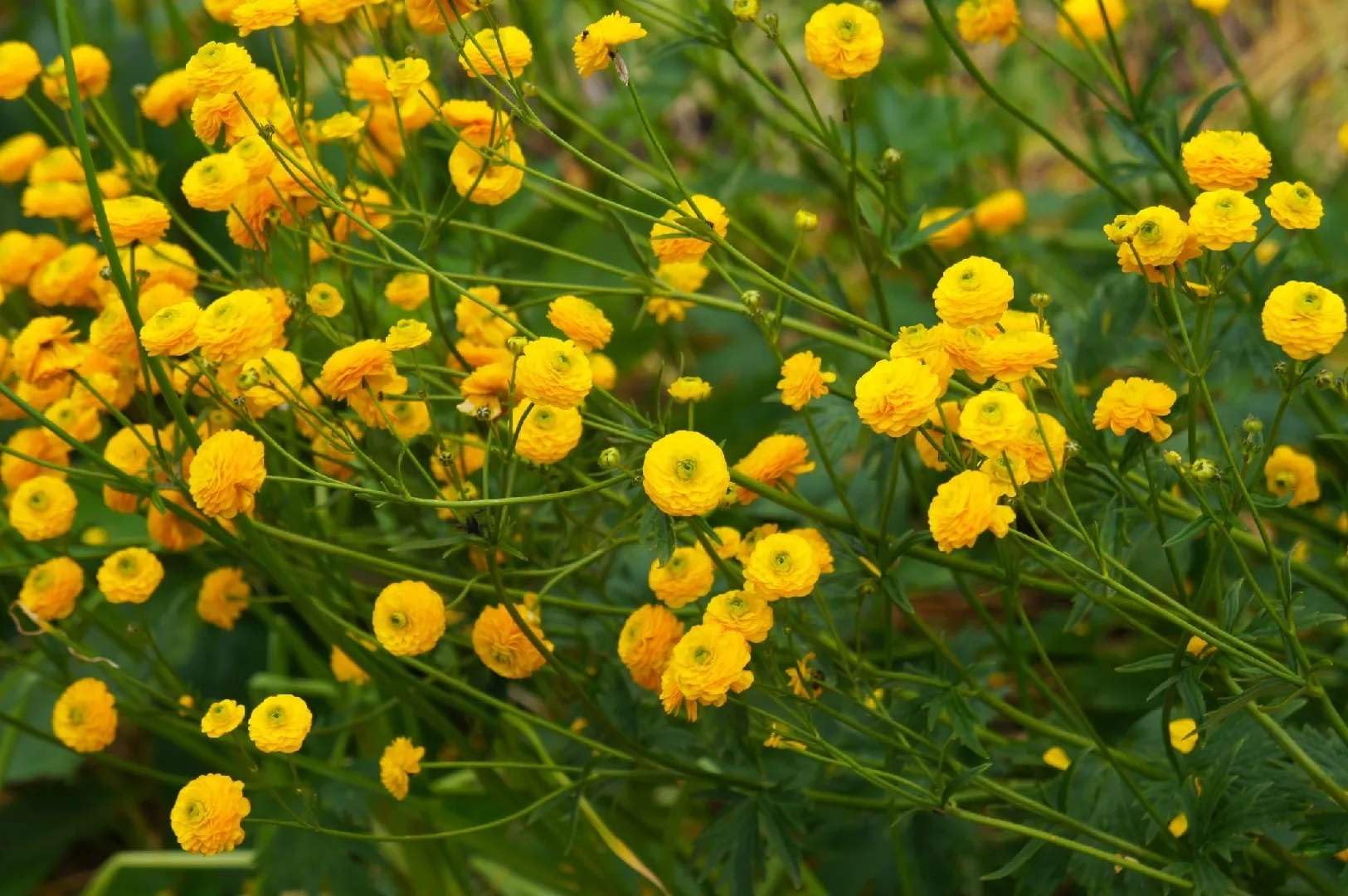Lincolnshire Pond Plants Ltd - Ranunculus Acris (Batchelor Buttons) - Marginal Pond Plants - MP098-1 / 9cm Potted