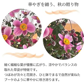 信州産　秋明菊桃色・白　joy様　ご確認用です♪ 日本花キ流通 敬老の日 プレゼント 秋明菊 ももいろブーケ 5号鉢