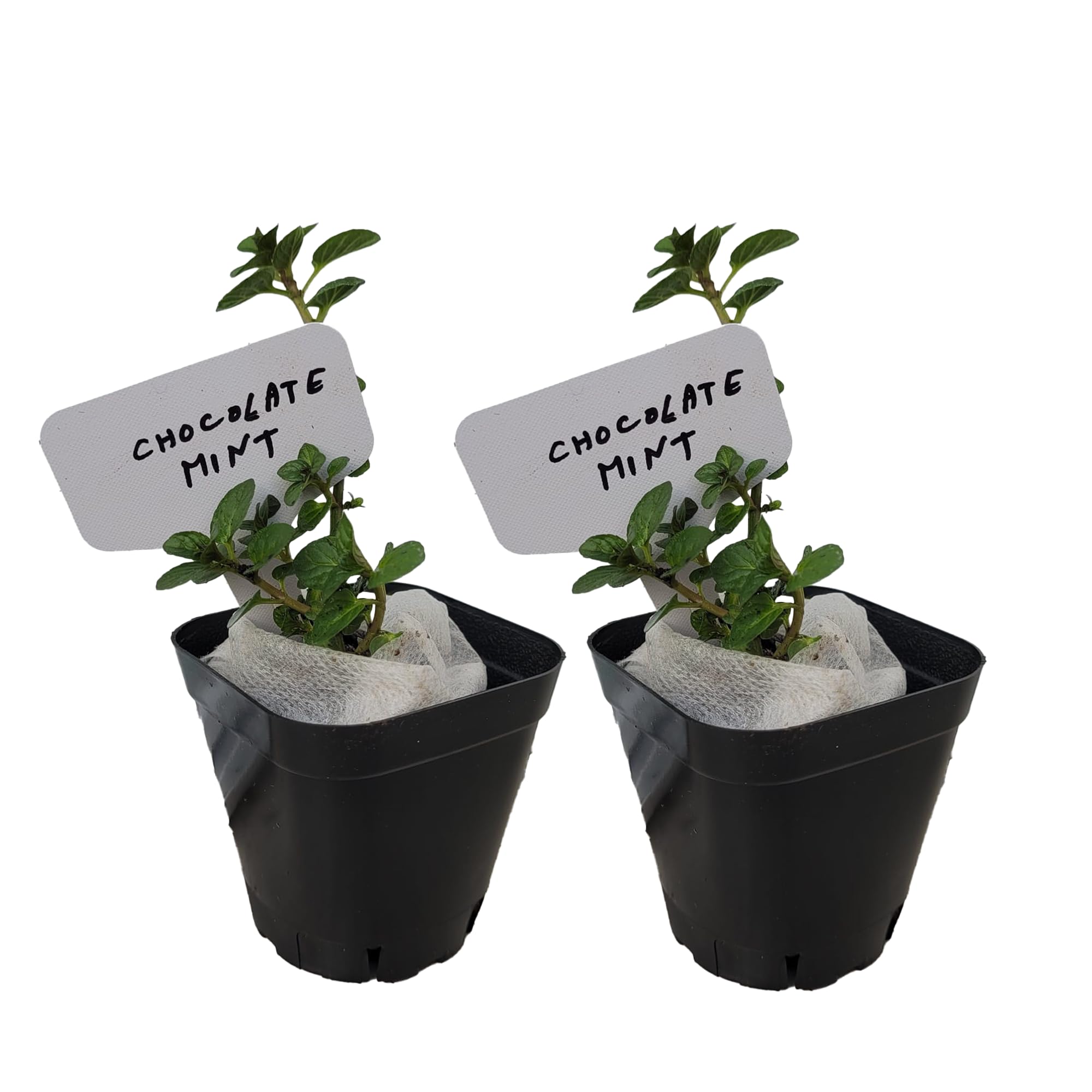 Chocolate Mint Plants 2 Cups