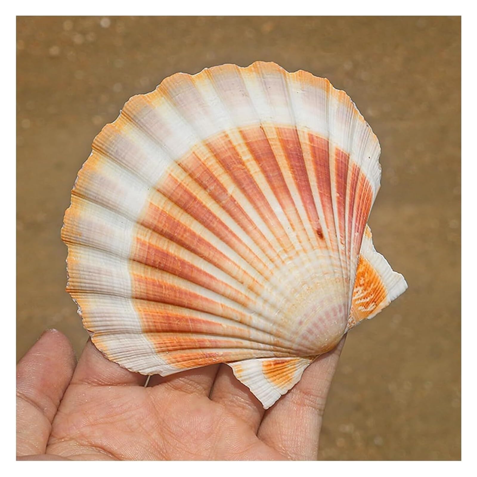YKMYXZ shells， Yellow Scallops Shell 3-4 Inch From Sea Beach Seashells for Crafting for DIY Fish Tank Vase Filler