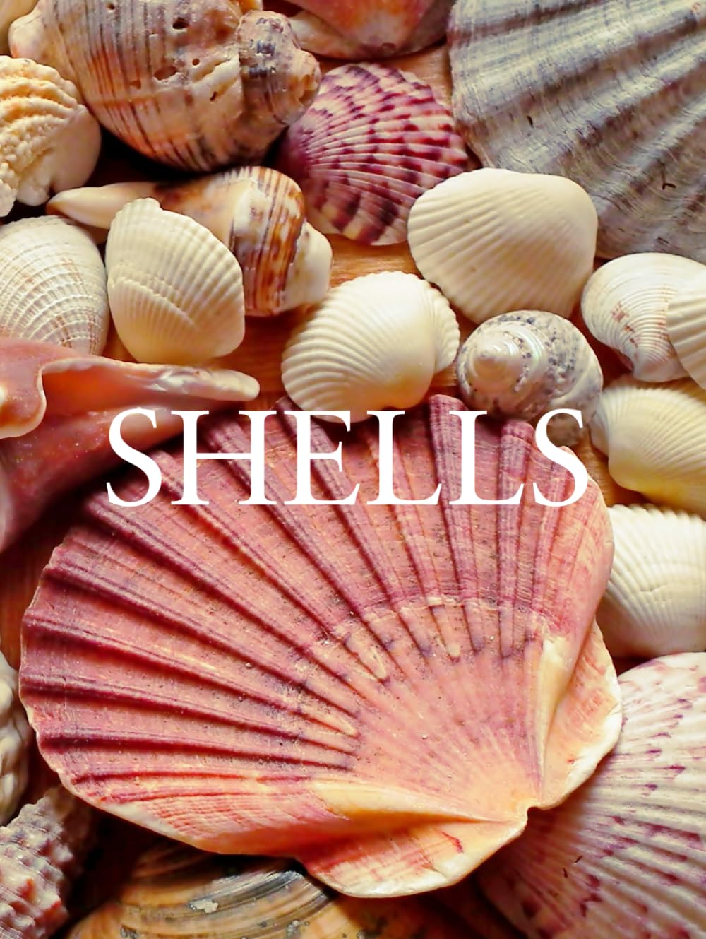 Shells: Coastal Decorative Book | Beach-Inspired Accent for Coffee Tables and Shelves      Hardcover – October 22, 2025